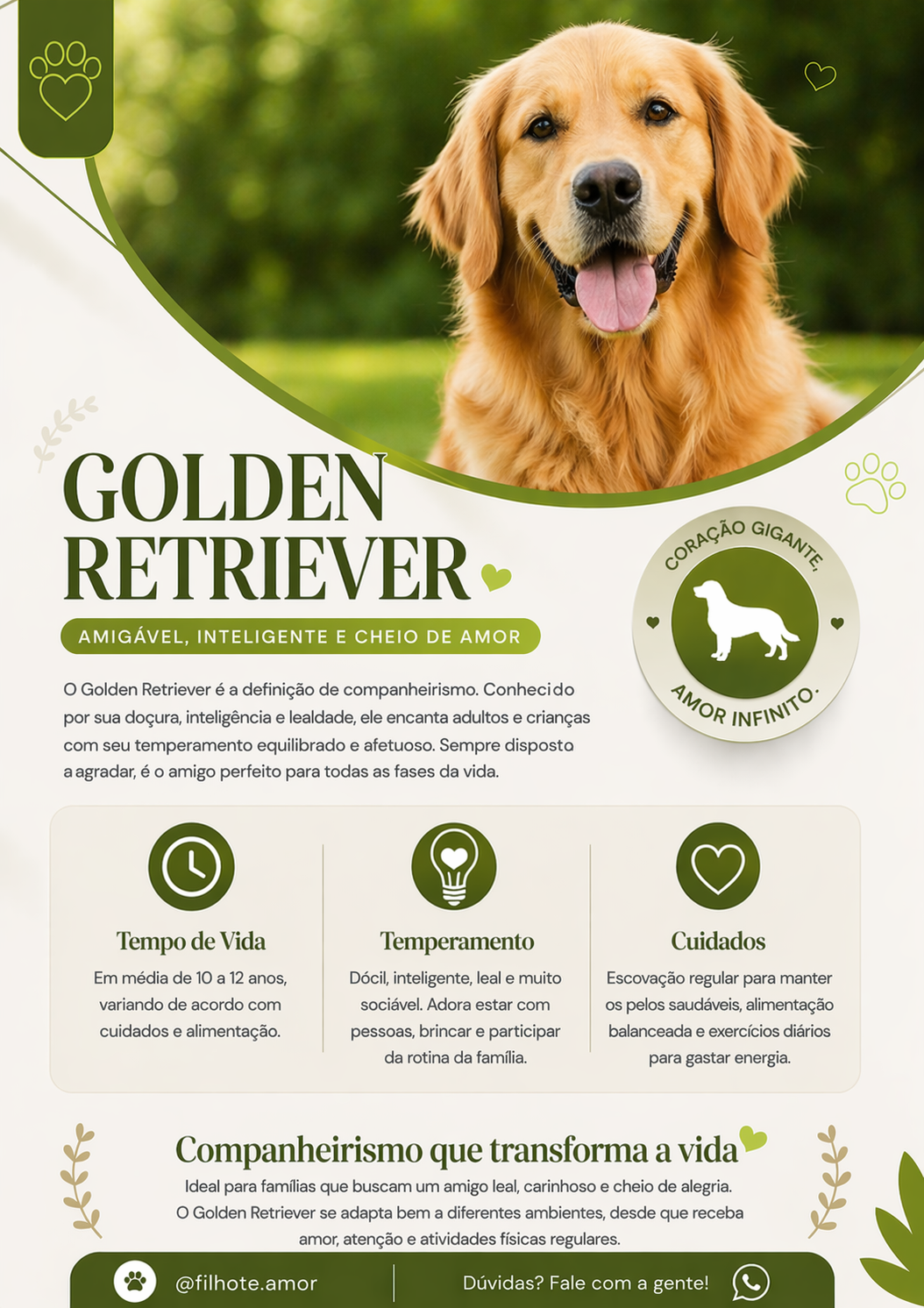 Golden retriever (1)